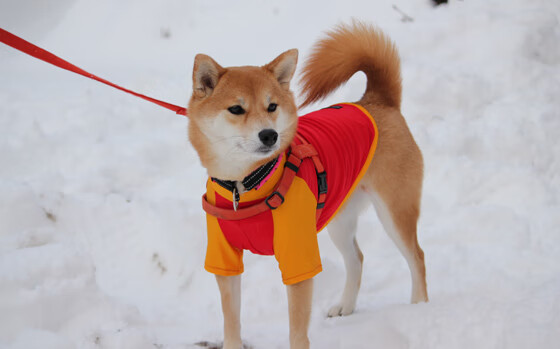 跨洋终局,马刺窒息防守终结广东,东契奇41分诠释冠军基因