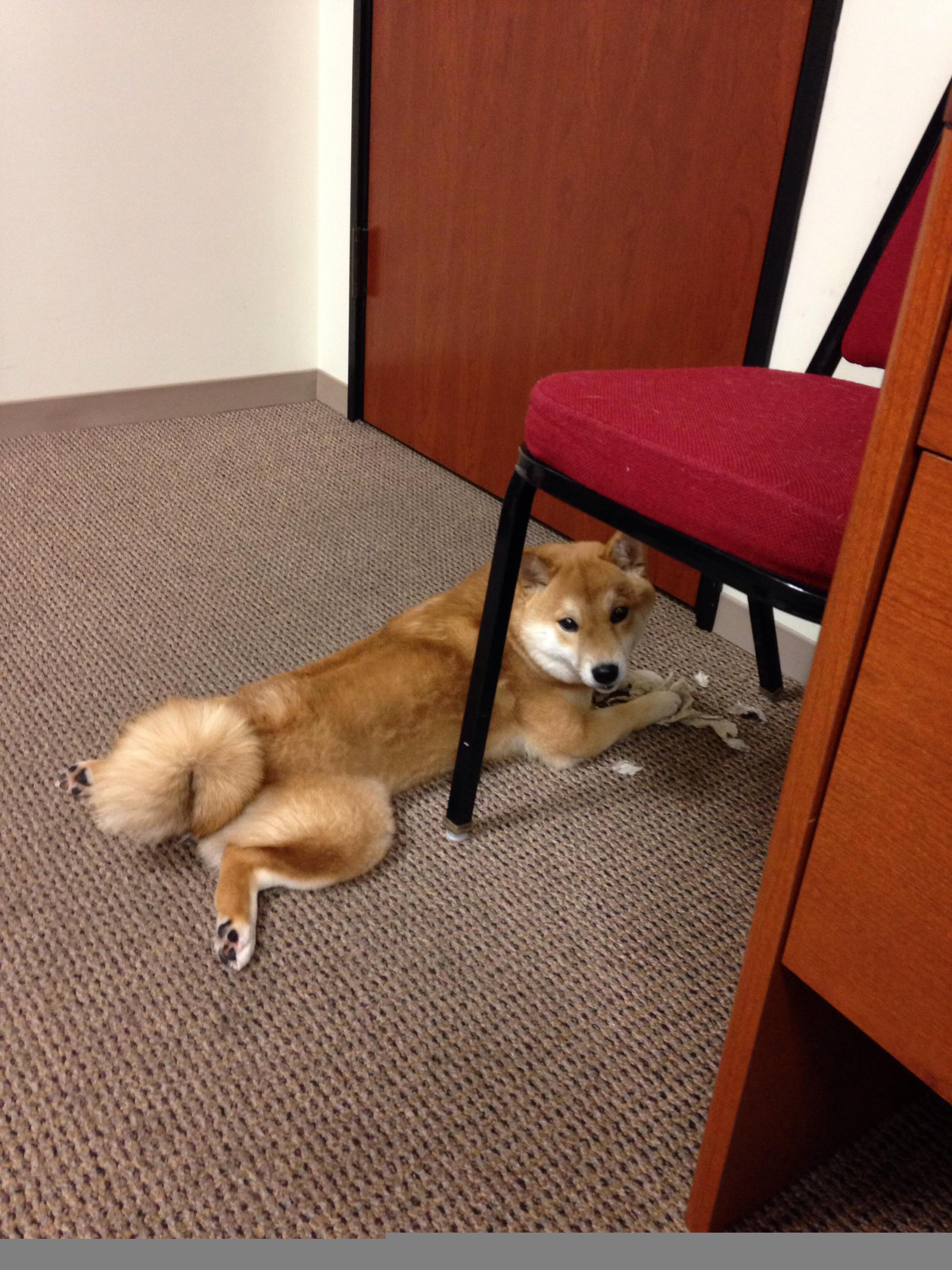 布伦森封神之夜，一己之力点燃德甲争冠最终战