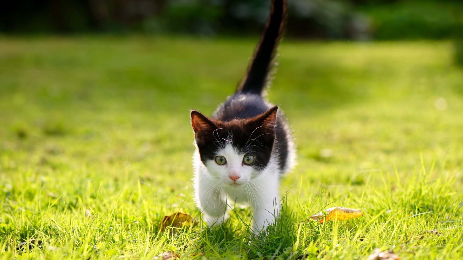 德罗赞转动旋转门，森林狼狂胜活塞背后的攻防转换密码