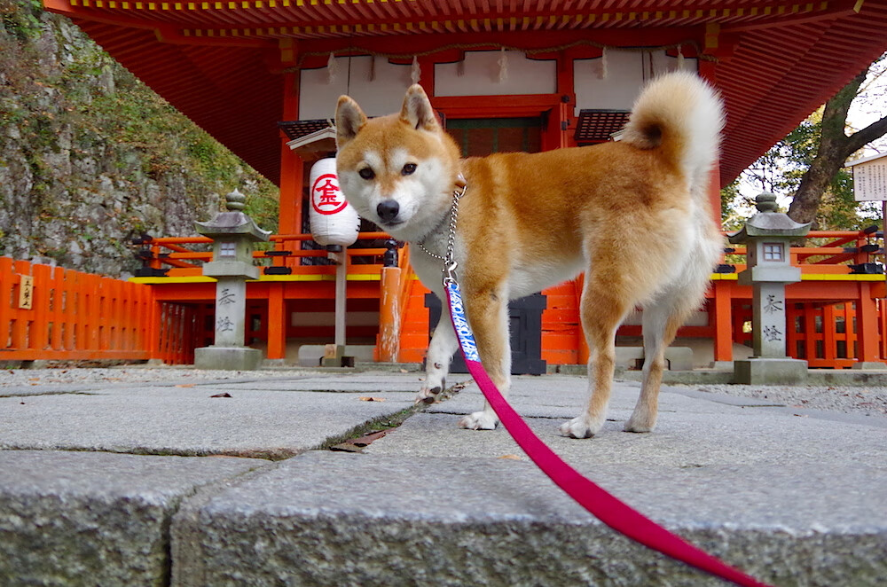 爆冷与里程碑之夜,广东队力克76人,拉梅洛生涯突破5000分
