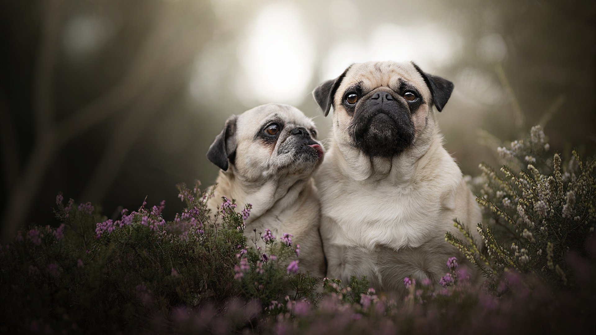 奥运周期关键战,黄蜂如何强行终结快船,写下命运分水岭?