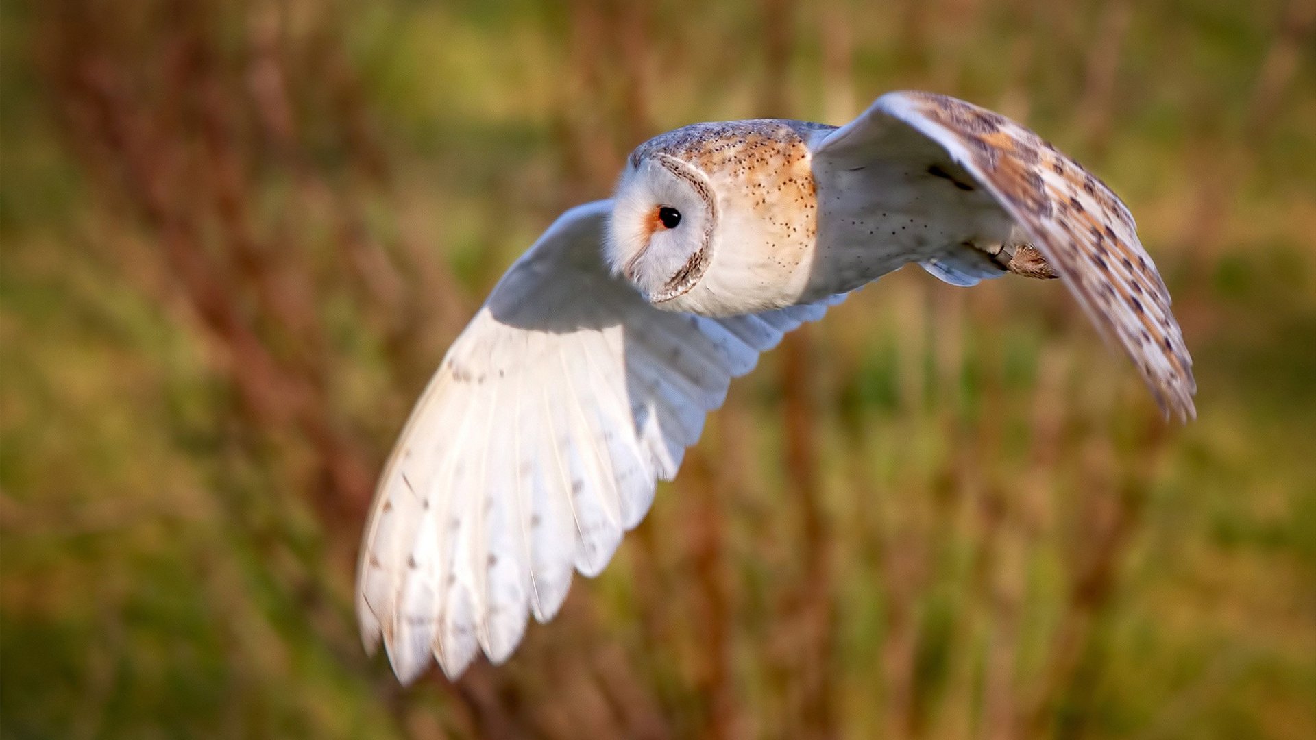 莫兰特燃尽星辰照亮长夜,76人沉默着带走胜利