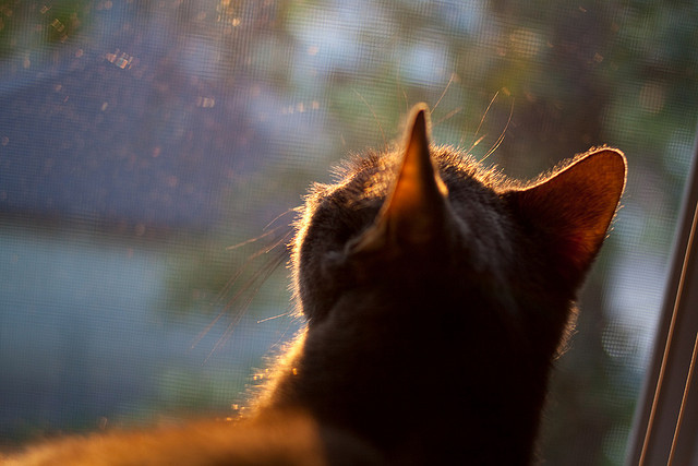 福克斯的奇迹之夜，步行者斩落独行侠