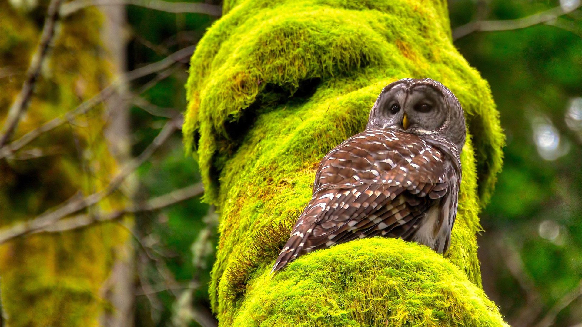 南半球飓风，当全黑队掀翻山姆大叔，维尼修斯如何成为历史缔造者