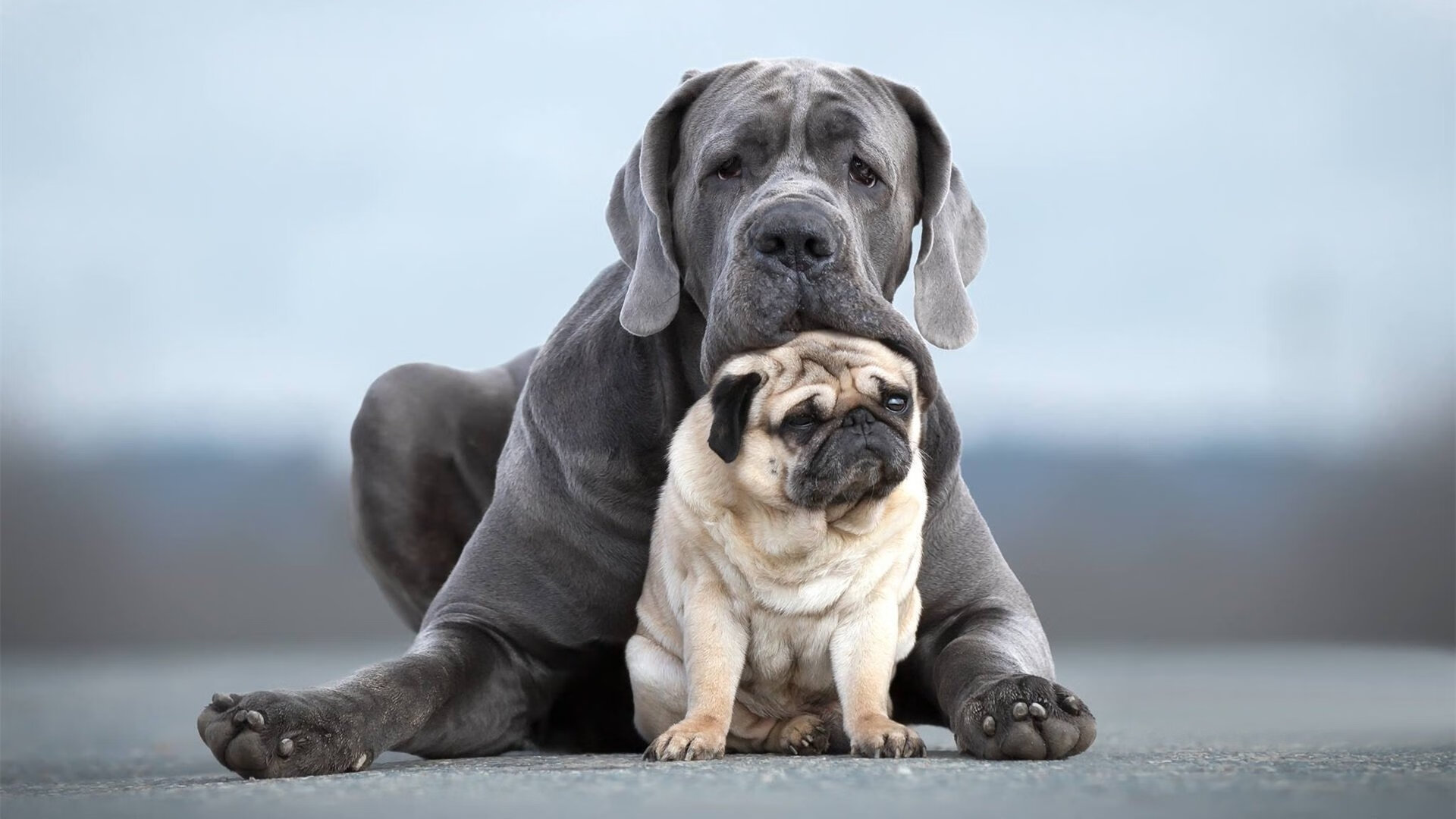 西决生死战，智利如何焦点防守粉碎尼斯