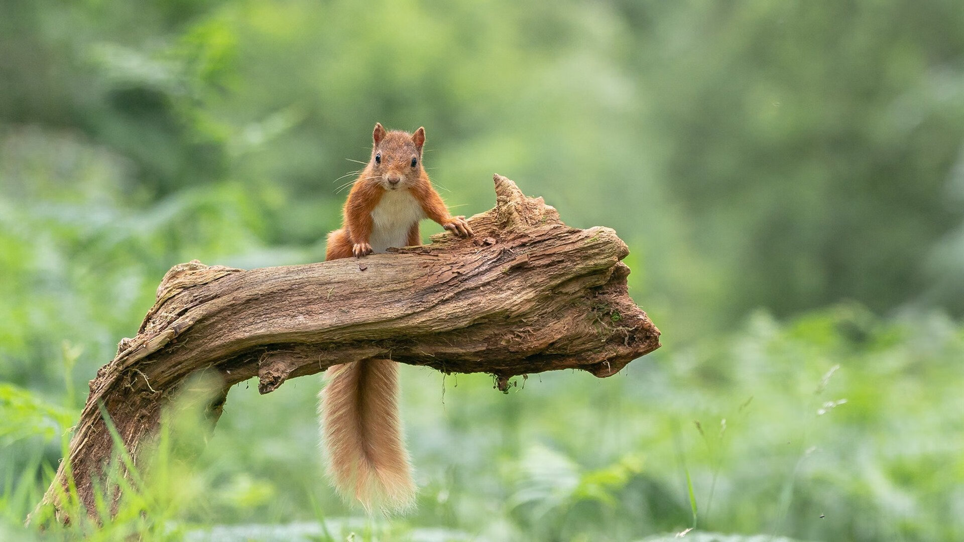 巨兽足下的闪电，当雄鹿的统治力遇见杰伦·格林的逆袭锋芒