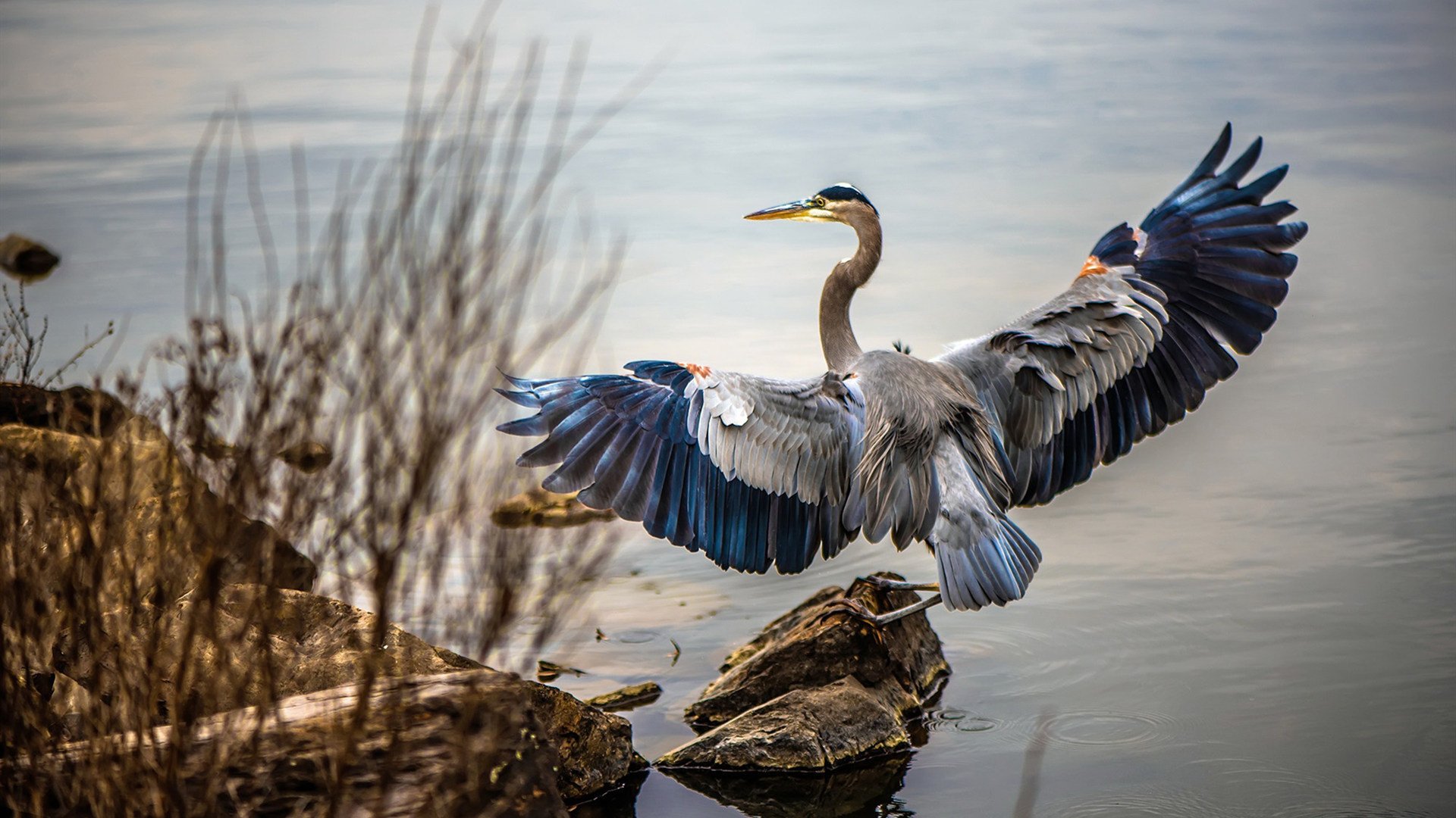 边路狂想曲，欧冠之夜，萨内如何演绎统治级绿茵剧院