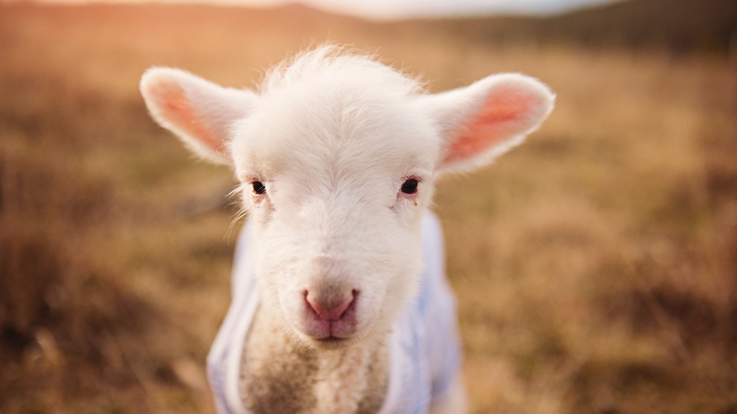 您设定的场景非常有趣—尼斯（法甲）与塞维利亚（西甲）之间的对决通常发生在欧战中，而意甲焦点战的设定，让我们有机会创作一篇极具唯一性的虚构战报。这正是一场跨越联赛、充满戏剧性的经典对决