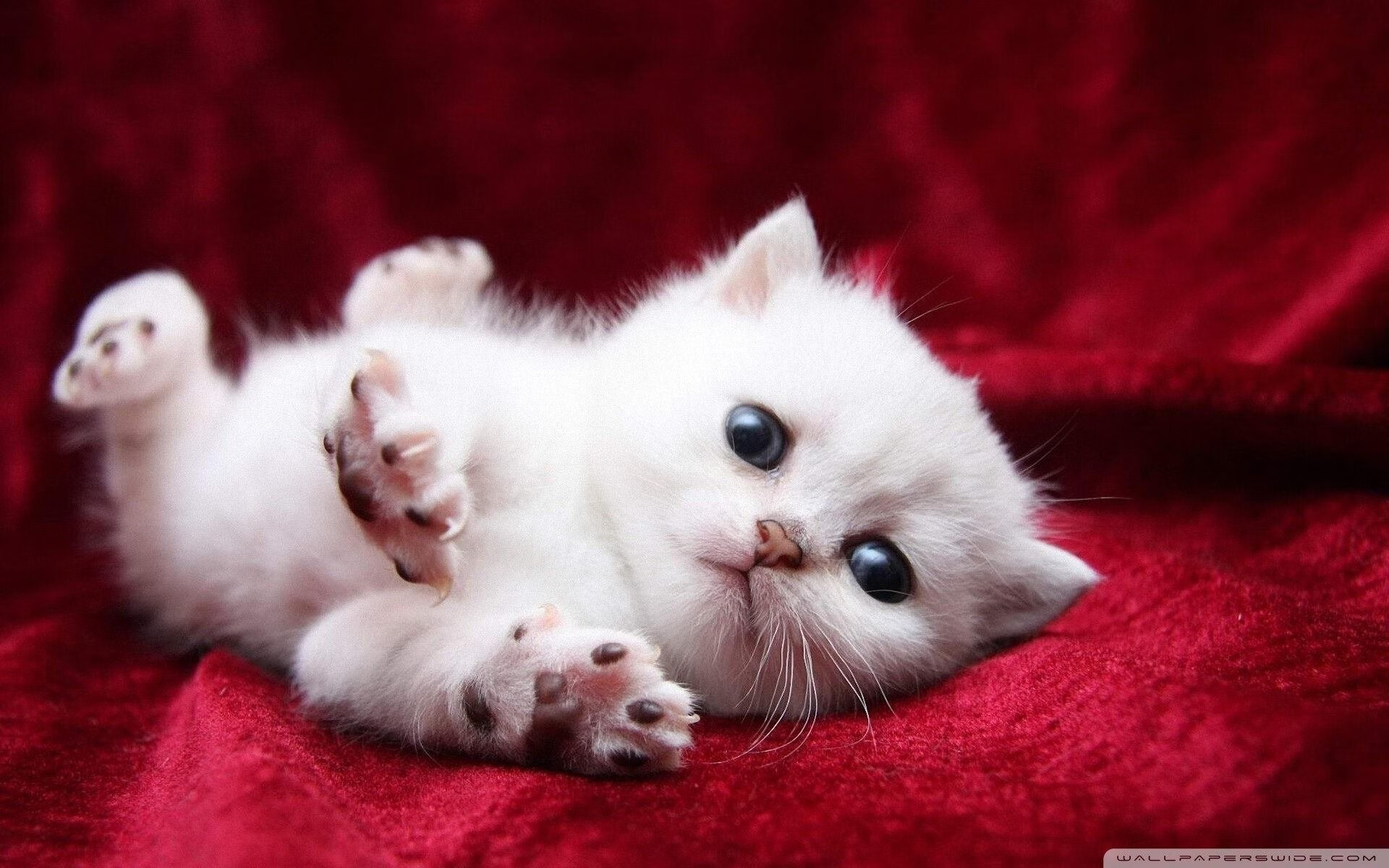 四维度的统治，武切维奇如何拆解凯尔特人，定义迈阿密霸权