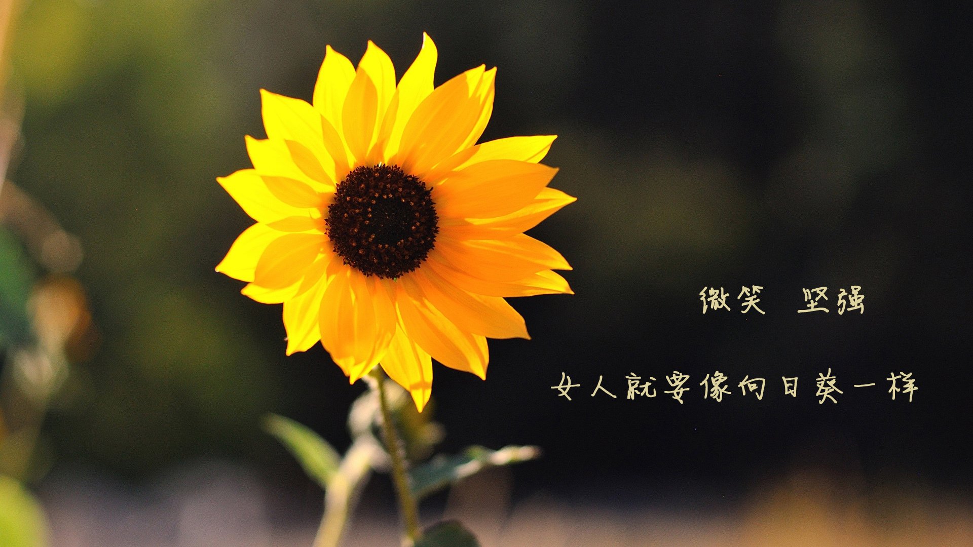 欧冠轻骑兵踏破钢铁防线！摩纳哥奇迹力克克罗地亚豪门