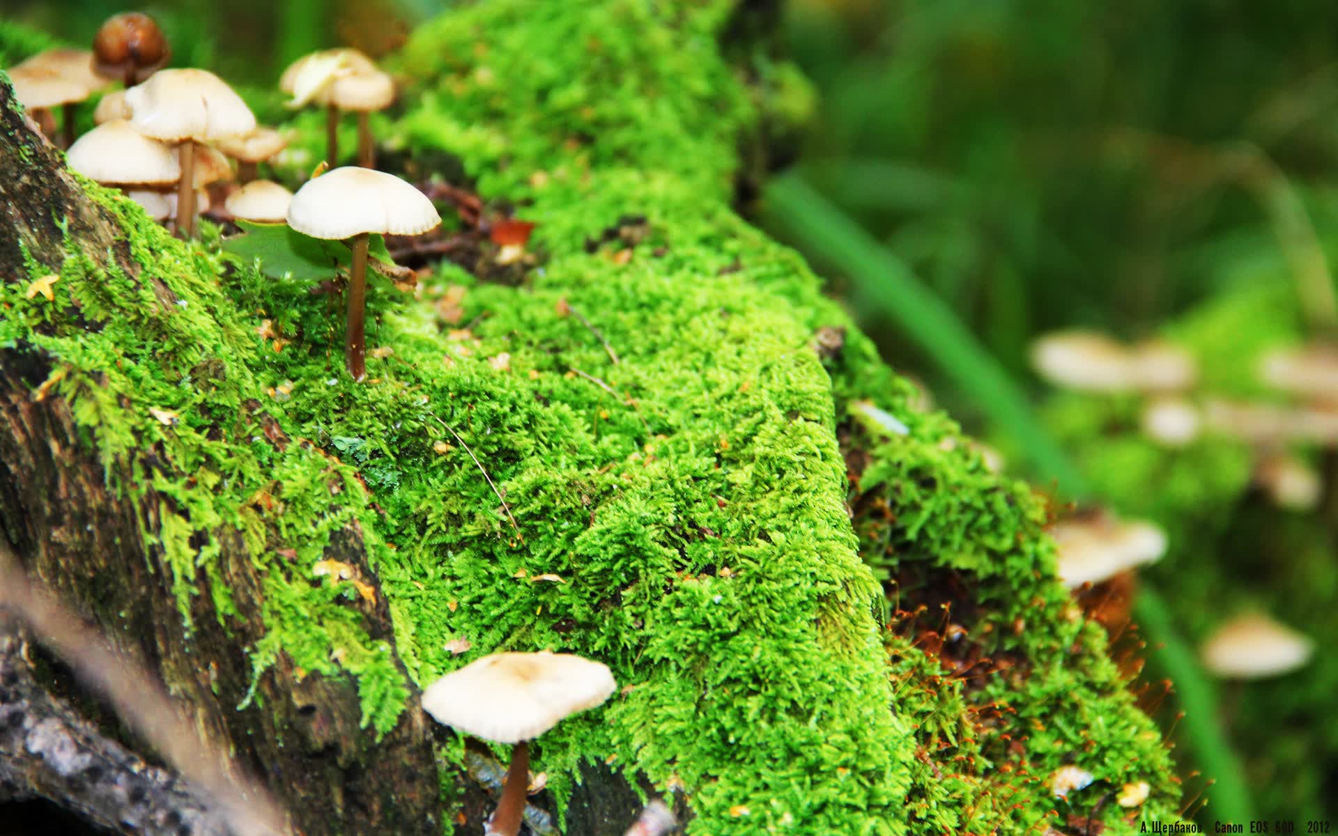 逆生长的牙齿,当老妖苏亚雷斯撕碎青春风暴—2026世界杯H组比利时vs韩国战术启示录